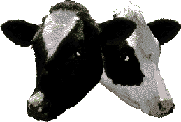 Two Cows